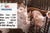 Giá heo hơi hôm nay 1/10: Điều chỉnh giảm 1.000 - 3.000 đồng/kg