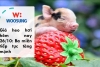 Giá heo hơi hôm nay 26/10: Ba miền tiếp tục tăng mạnh