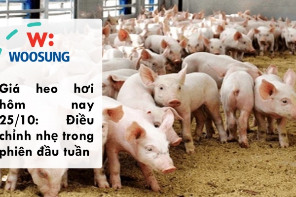 Giá heo hơi hôm nay 25/10: Điều chỉnh nhẹ trong phiên đầu tuần
