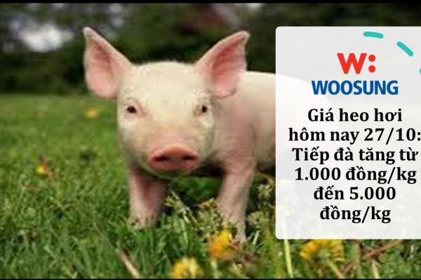 Giá heo hơi hôm nay 27/10: Tiếp đà tăng từ 1.000 đồng/kg đến 5.000 đồng/kg