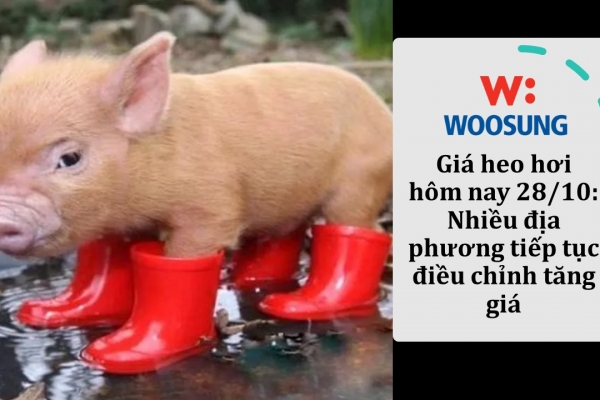 Giá heo hơi hôm nay 28/10: Nhiều địa phương tiếp tục điều chỉnh tăng giá