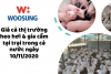 Giá thị trường heo hơi & gia cầm tại trại trong cả nước ngày 10/11/2020