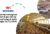 Giá thị trường heo hơi & gia cầm tại trại trong cả nước ngày 25/11/2020