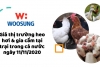 Giá thị trường heo hơi & gia cầm tại trại trong cả nước ngày 11/11/2020
