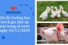 Giá thị trường heo hơi & gia cầm tại trại trong cả nước ngày 24/11/2020