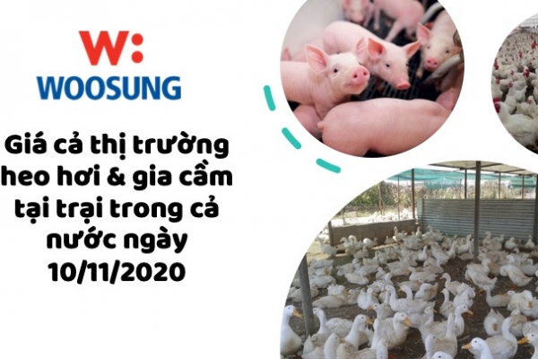 Giá thị trường heo hơi & gia cầm tại trại trong cả nước ngày 10/11/2020