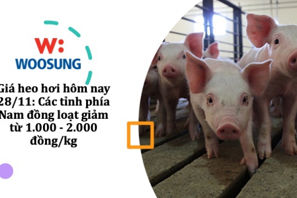 Giá heo hơi hôm nay 28/11: Các tỉnh phía Nam đồng loạt giảm từ 1.000 - 2.000 đồng/kg