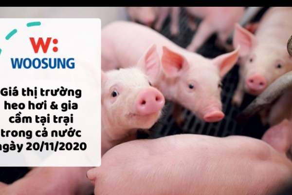 Giá thị trường heo hơi & gia cầm tại trại trong cả nước ngày 20/11/2020