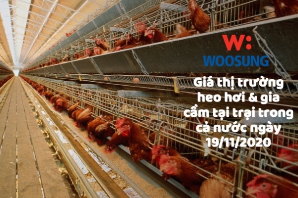 Giá thị trường heo hơi & gia cầm tại trại trong cả nước ngày 19/11/2020