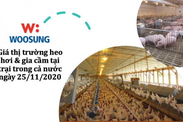 Giá thị trường heo hơi & gia cầm tại trại trong cả nước ngày 25/11/2020
