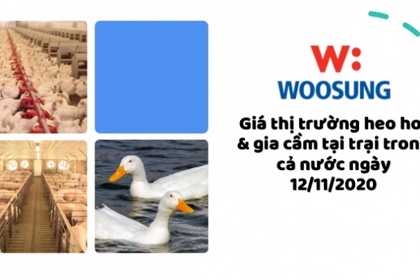 Giá thị trường heo hơi & gia cầm tại trại trong cả nước ngày 12/11/2020