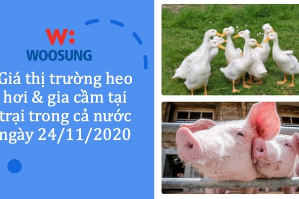 Giá thị trường heo hơi & gia cầm tại trại trong cả nước ngày 24/11/2020