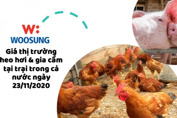 Giá thị trường heo hơi & gia cầm tại trại trong cả nước ngày 23/11/2020