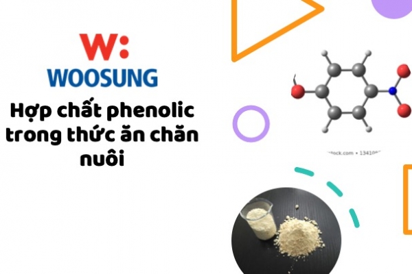 Hợp chất phenolic trong thức ăn chăn nuôi