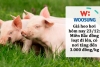 Giá heo hơi hôm nay 23/12: Miền Bắc đồng loạt đi lên, có nơi tăng đến 3.000 đồng/kg