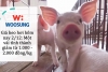 Giá heo hơi hôm nay 2/12: Một vài tỉnh thành giảm từ 1.000 - 2.000 đồng/kg