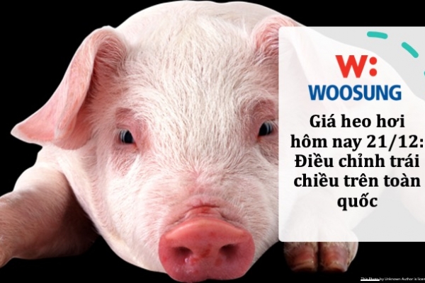 Giá heo hơi hôm nay 21/12: Điều chỉnh trái chiều trên toàn quốc