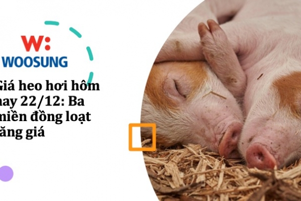 Giá heo hơi hôm nay 22/12: Ba miền đồng loạt tăng giá