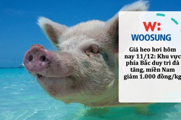 Giá heo hơi hôm nay 11/12: Khu vực phía Bắc duy trì đà tăng, miền Nam giảm 1.000 đồng/kg
