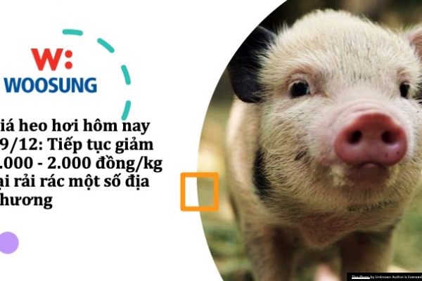 Giá heo hơi hôm nay 19/12: Tiếp tục giảm 1.000 - 2.000 đồng/kg tại rải rác một số địa phương