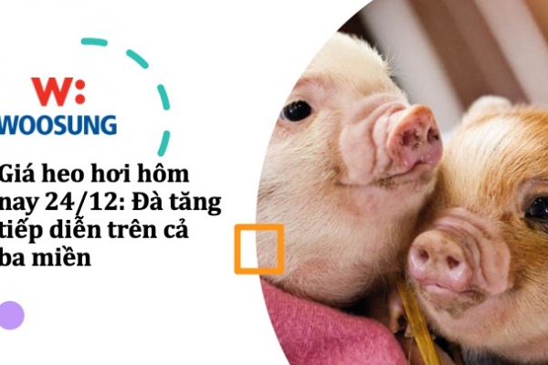 Giá heo hơi hôm nay 24/12: Đà tăng tiếp diễn trên cả ba miền