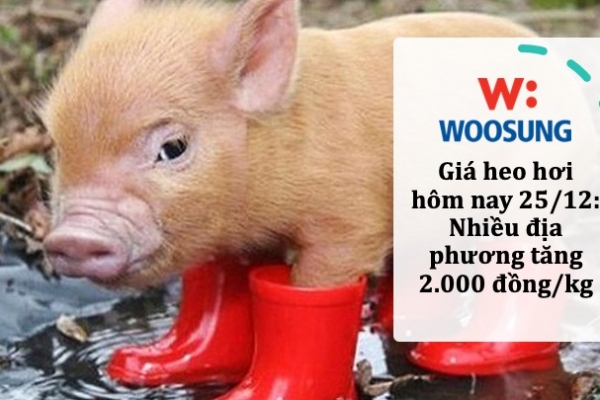 Giá heo hơi hôm nay 25/12: Nhiều địa phương tăng 2.000 đồng/kg