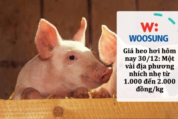 Giá heo hơi hôm nay 30/12: Một vài địa phương nhích nhẹ từ 1.000 đến 2.000 đồng/kg