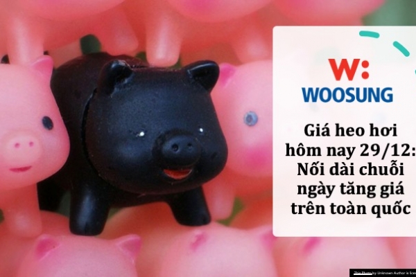 Giá heo hơi hôm nay 29/12: Nối dài chuỗi ngày tăng giá trên toàn quốc