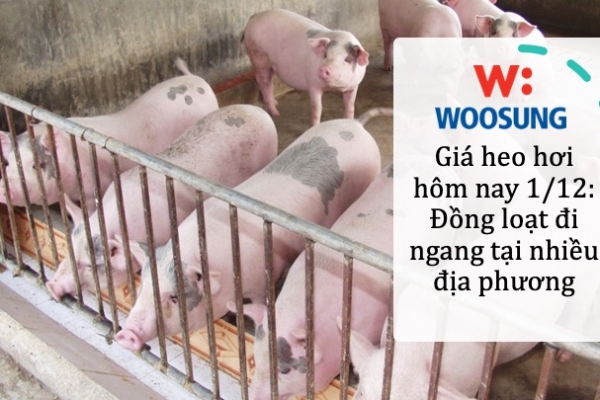 Giá heo hơi hôm nay 1/12: Đồng loạt đi ngang tại nhiều địa phương