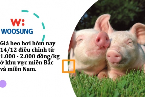 Giá heo hơi hôm nay 14/12: Miền Bắc tiếp tục nhích nhẹ từ 1.000 - 2.000 đồng/kg