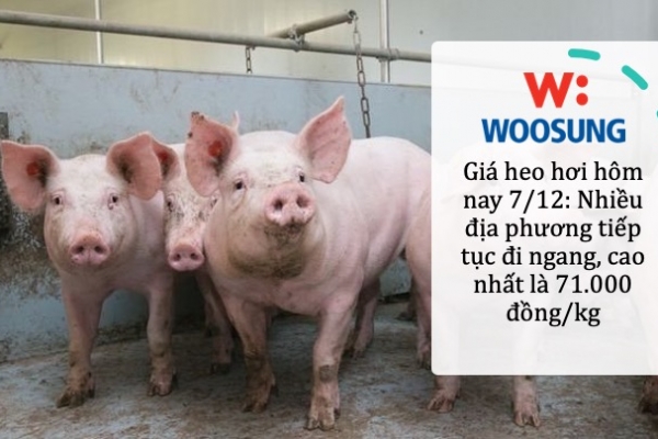 Giá heo hơi hôm nay 7/12: Nhiều địa phương tiếp tục đi ngang, cao nhất là 71.000 đồng/kg