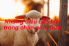 Những điều cần biết trong chăn nuôi cừu