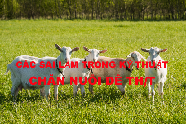 CÁC SAI LẦM TRONG KỸ THUẬT CHĂN NUÔI DÊ THỊT