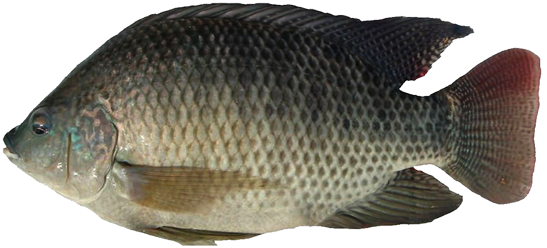 Cá da trơn