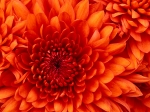 test dế