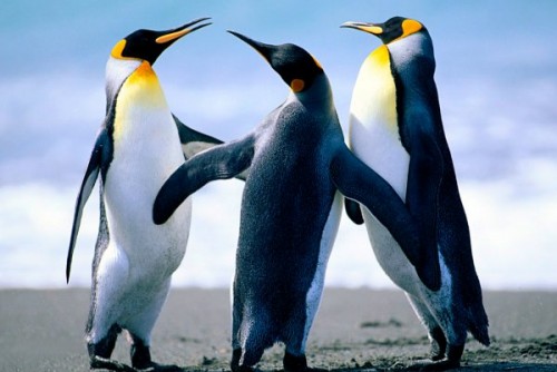 Penguins.jpg